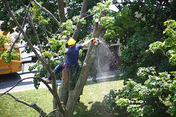 How Our Tree Care Process Works  in  Crandon, WI